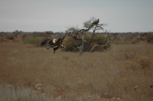 Wedge tail